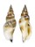 STROMBIDAE STROMBUS URCEUS shell