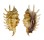 STROMBIDAE LAMBIS MILLEPEDA shell