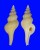 BUCCINIDAE AFER PSEUDOFUSINUS shell