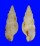 CANCELLARIIDAE TRITONOHARPA BRUNNEA shell