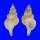 RANELLIDAE SASSIA KAMPYLA shell