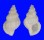 RANELLIDAE SASSIA EBURNEA shell