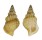 RANELLIDAE SASSIA SEXCOSTATA shell