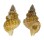 RANELLIDAE SASSIA SEXCOSTATA shell