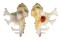 MURICIDAE HOMALOCANTHA ANATOMICA PELE shell