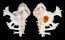 MURICIDAE HOMALOCANTHA ANATOMICA PELE shell