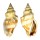STROMBIDAE STROMBUS ERYTHRINUS shell
