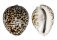 CYPRAEIDAE CYPRAEA TIGRIS shell