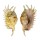 STROMBIDAE LAMBIS MILLEPEDA shell