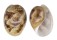BULLIDAE BULLA AMPULLA shell