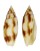 MITRIDAE DIBAPHUS EDENTULA shell