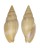 MITRIDAE MITRA SOLIDA shell
