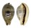 CYPRAEIDAE ERRONEA PYRIFORMIS shell