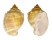 CANCELLARIIDAE CANCELLARIA CASSIDIFORMIS shell