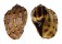 HARPIDAE HARPA MAJOR shell