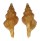 FASCIOLARIIDAE LATIRUS DEVYANAE shell