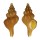 FASCIOLARIIDAE LATIRUS DEVYANAE shell