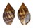 CANCELLARIIDAE CANCELLARIA PETUCHI shell