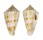 CONIDAE CONUS SPIROFILIS shell