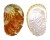 HALIOTIDAE HALIOTIS DOHRNIANA shell