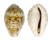 CYPRAEIDAE PALMADUSTA LENTIGINOSA shell