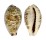 CYPRAEIDAE PALMADUSTA LENTIGINOSA shell