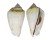STROMBIDAE STROMBUS LUHUANUS shell