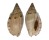 VOLUTIDAE LYRIA PAULJOHNSONI shell