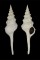 FASCIOLARIIDAE FUSINUS LONGISSIMUS shell