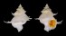 CORALLIOPHILIDAE BABELOMUREX DEBURGHIAE shell