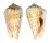 STROMBIDAE CONOMUREX CONIFORMIS shell