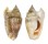 STROMBIDAE STROMBUS AURISDIANAE shell