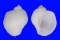 CORALLIOPHILIDAE QUOYULA MONODONTA shell