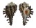 MURICIDAE MUREX cf. SCORPIO shell