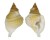 PERSONIDAE DISTORSIO DECIPIENS shell
