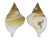 PERSONIDAE DISTORSIO DECIPIENS shell