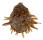 SPONDYLIDAE SPONDYLUS REEVEI shell