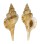 RANELLIDAE TURRITRITON TENUILIRATUM shell