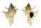 MURICIDAE CHICOREUS DAMICORNIS shell