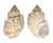 BUCCINIDAE BABYLONIA SPIRATA shell