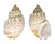 BUCCINIDAE BABYLONIA SPIRATA shell