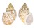 BUCCINIDAE BABYLONIA SPIRATA shell