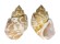 BUCCINIDAE BABYLONIA SPIRATA shell