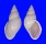 LANDSNAIL DRYMAEUS SOLIDUS shell