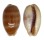 CYPRAEIDAE LYNCINA CARNEOLA shell