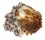 CHAMIDAE CHAMA  DUNKERI shell