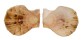 PECTINIDAE SCAEOCHLAMYS SQUAMATA shell