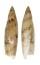 SERAPHSIDAE TEREBELLUM TEREBELLUM shell
