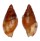 COLUMBELLIDAE EUPLICA cf. IONIDA shell