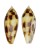 CONIDAE CONUS MITRATUS shell